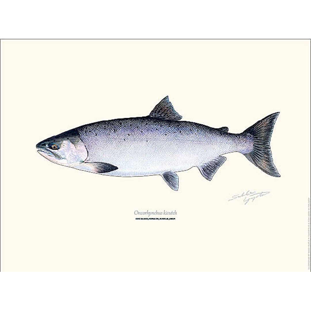 Sakke Yrjölä Silverlax Coho Salmon 30x40cm poster