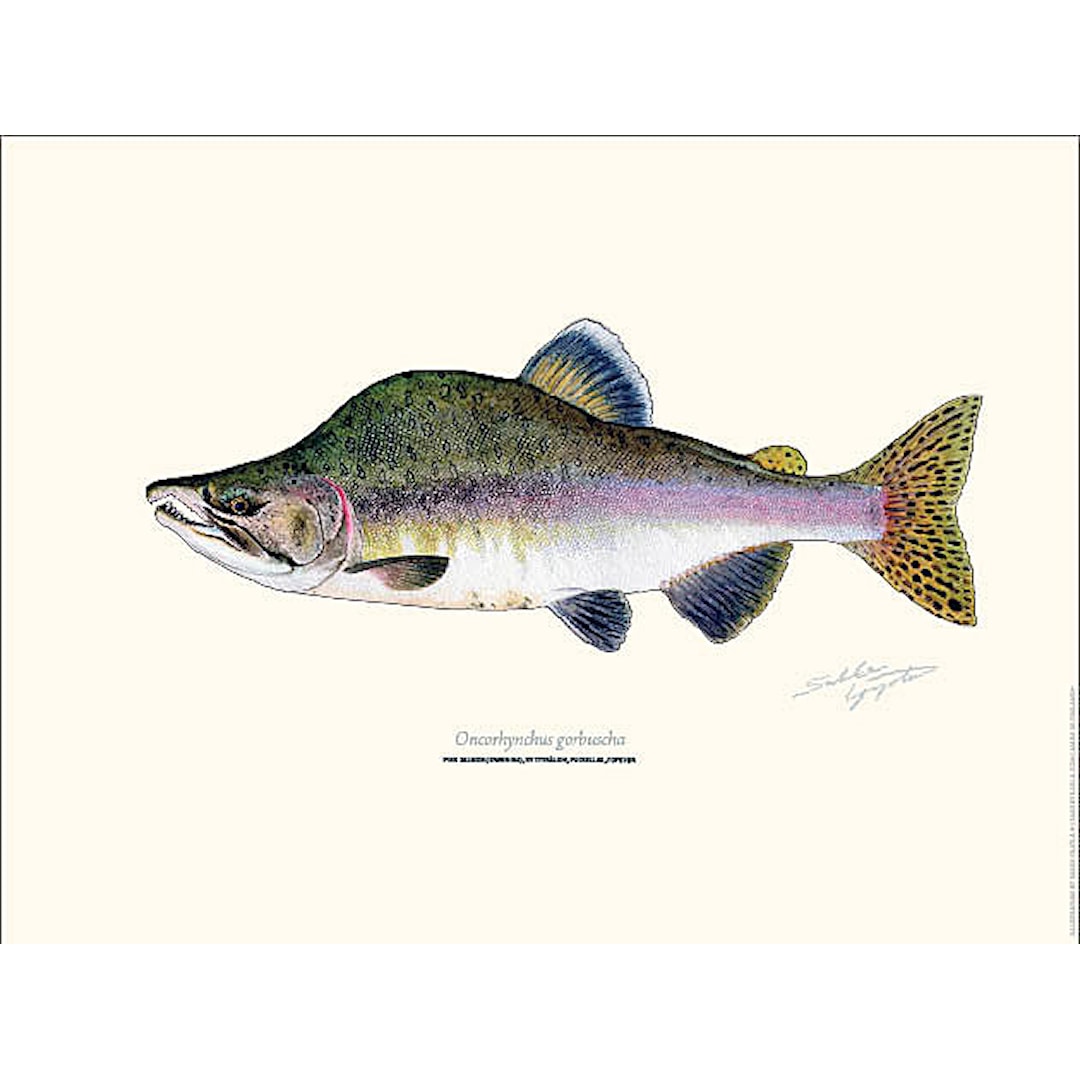 Sakke Yrjölä Puckellax Pink Salmon 30x40cm poster