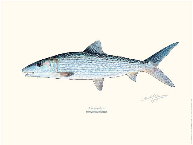 Sakke Yrjölä Naiskala Bonefish 30x40cm juliste | Happy Angler