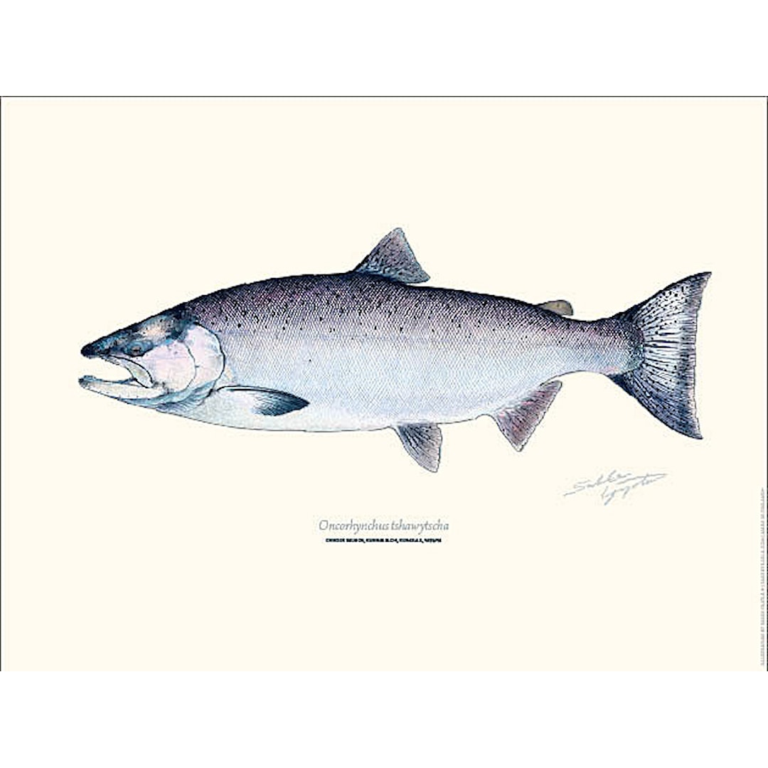 Sakke Yrjölä Kungslax Chinook Salmon 30x40cm poster