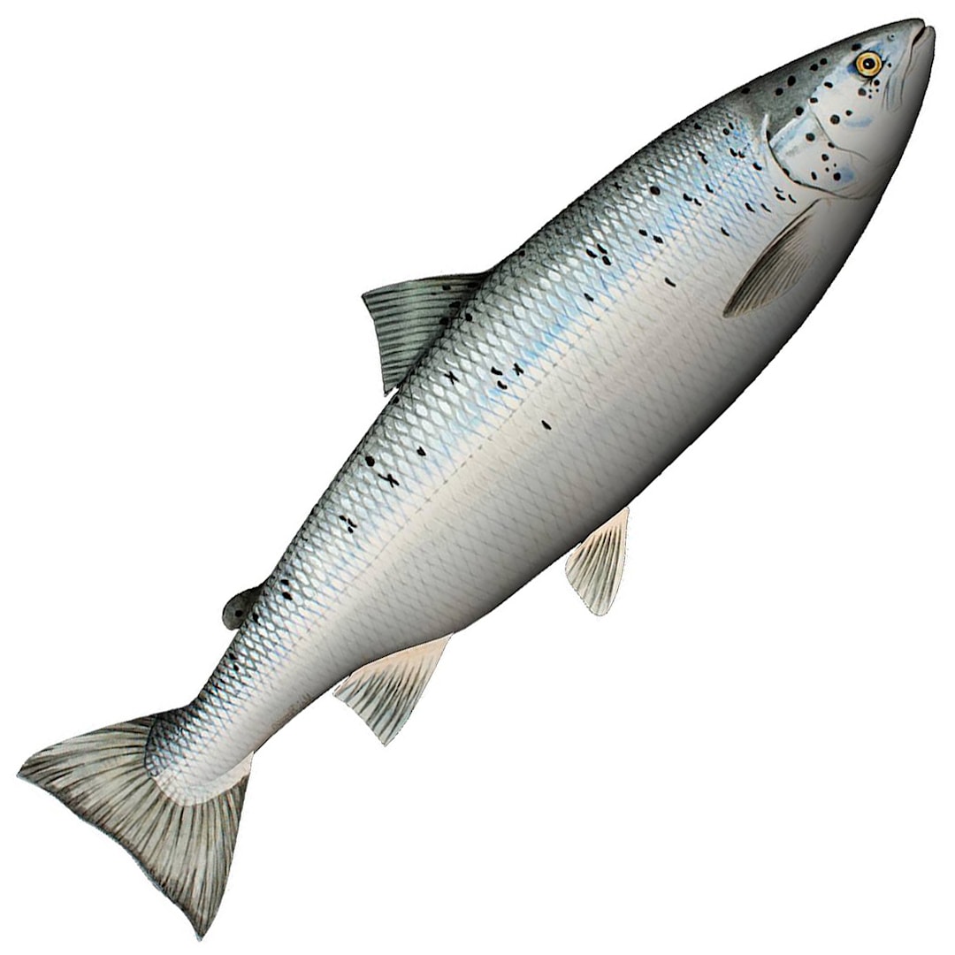 Läs mer om Fladen mjukisfisk lax 70 cm