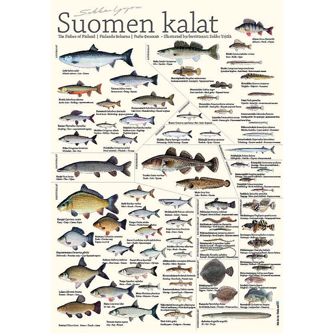 Sakke Yrjölä Finlands fiskar A4 kort