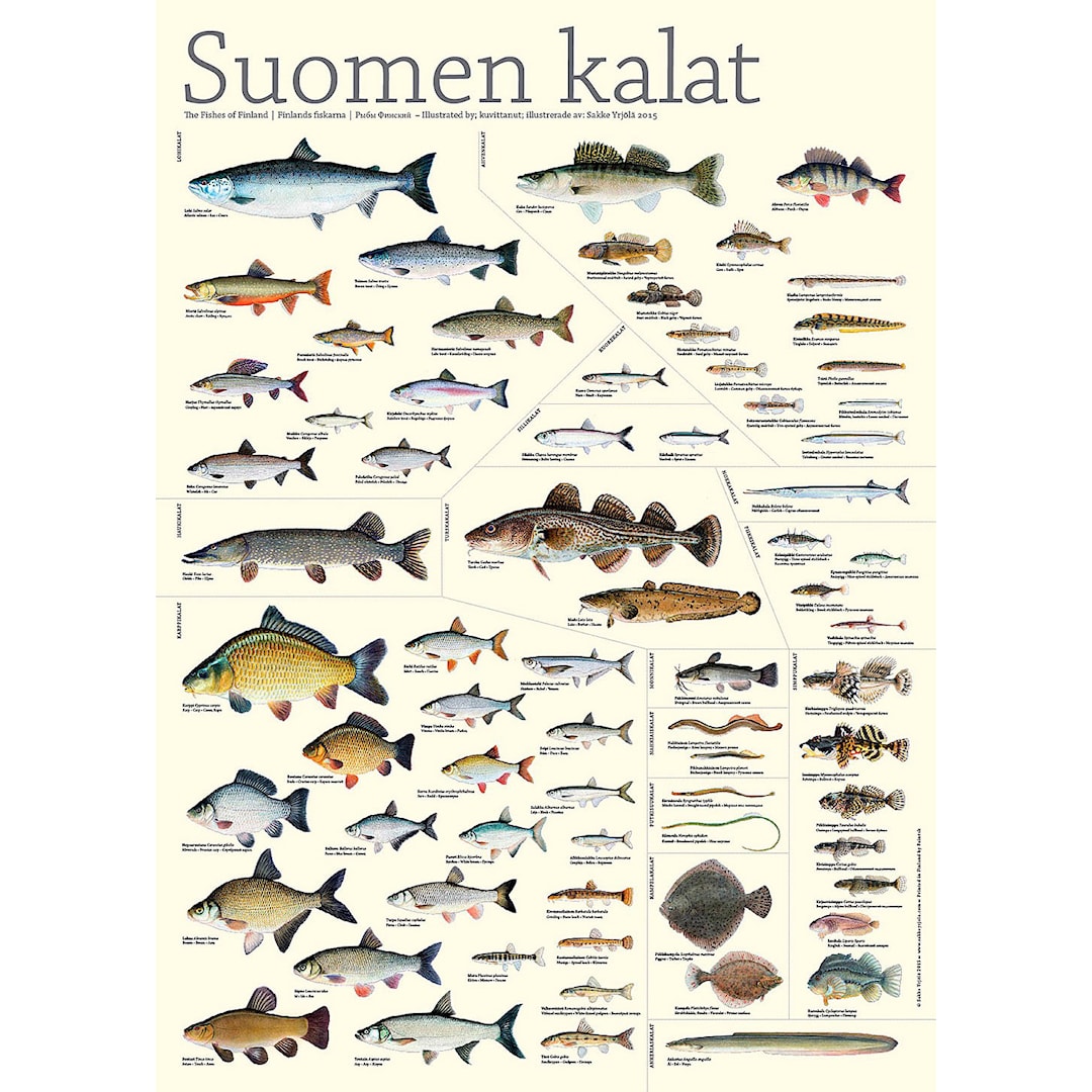 Sakke Yrjölä Finlands fiskar -poster