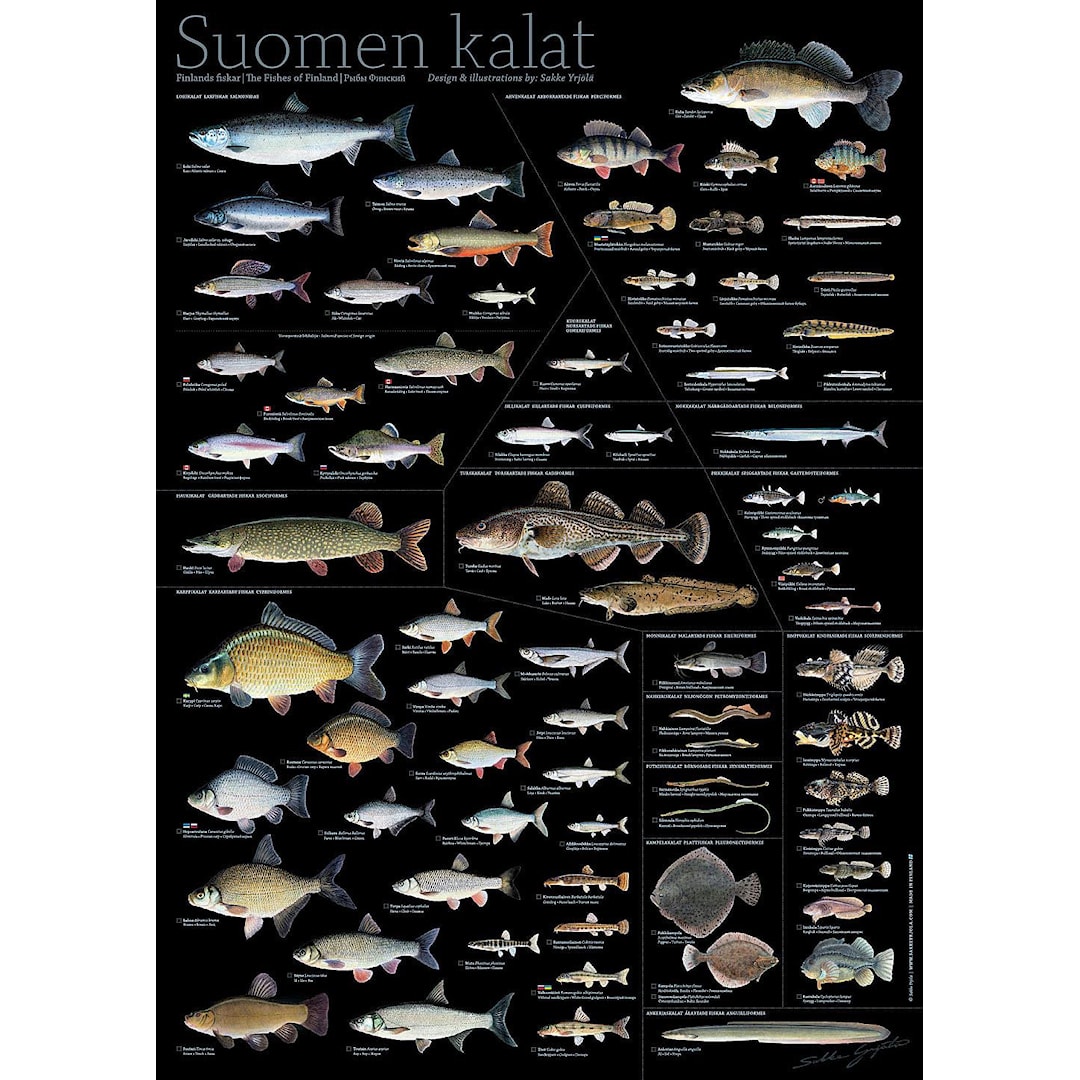 Läs mer om Sakke Yrjölä Finlands fiskar 50x70cm poster, svart